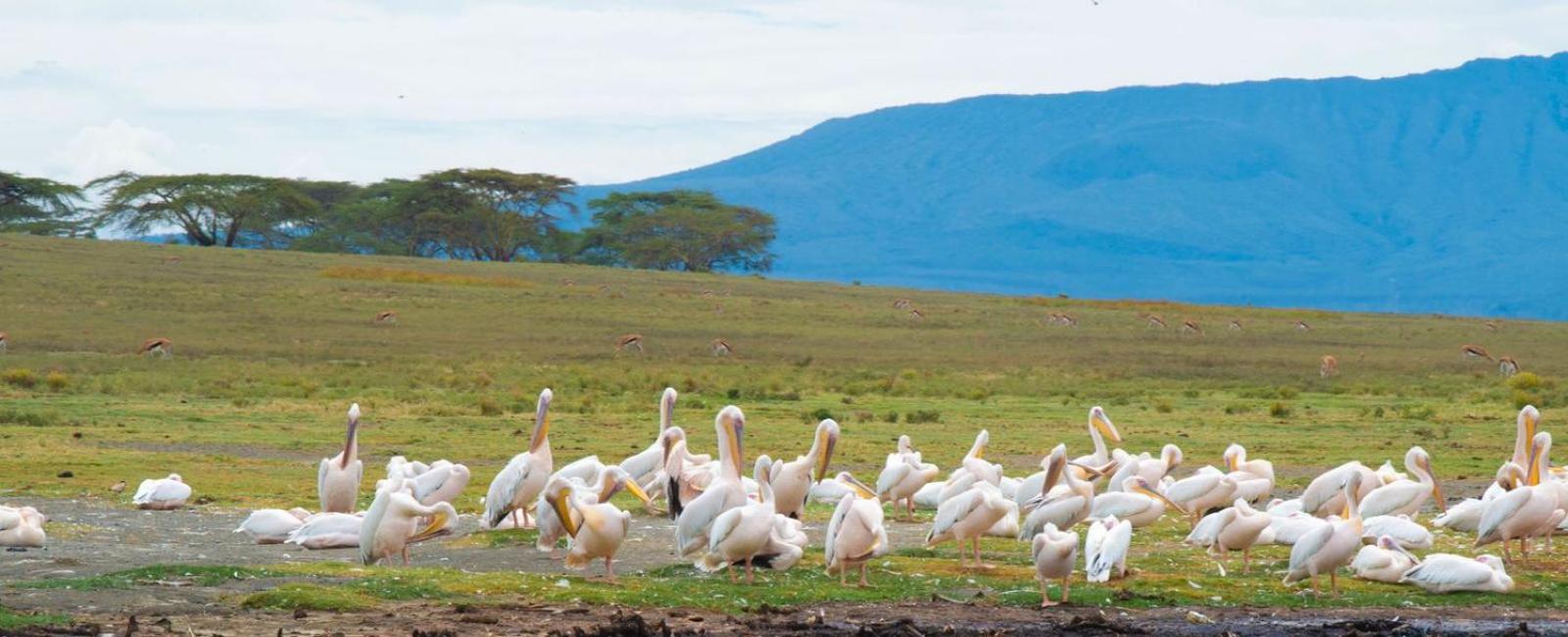 Merinja Guest House Naivasha Eksteriør bilde